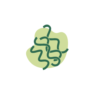 Spiruline