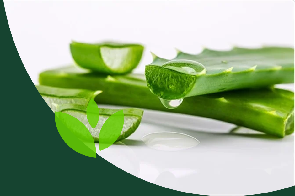 Cure d’Aloe Vera: bienfaits et conseils pour une détox naturelle en douceur